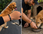 The Paw Bracelet™ 🐾